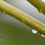 After the Rain raindrops Bermuda, September 13 2012 (1)
