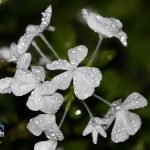After the Rain raindrops Bermuda, September 13 2012 (10)