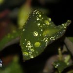 After the Rain raindrops Bermuda, September 13 2012 (12)