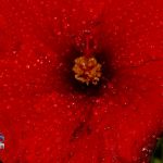 After the Rain raindrops Bermuda, September 13 2012 (14)
