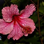 After the Rain raindrops Bermuda, September 13 2012 (15)
