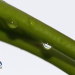 After the Rain raindrops Bermuda, September 13 2012 (2)