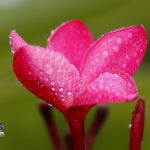 After the Rain raindrops Bermuda, September 13 2012 (4)