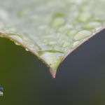 After the Rain raindrops Bermuda, September 13 2012 (5)