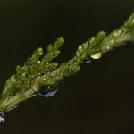 After the Rain raindrops Bermuda, September 13 2012 (9)