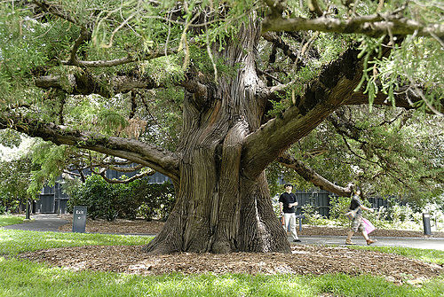 Bermuda Cedar Tree