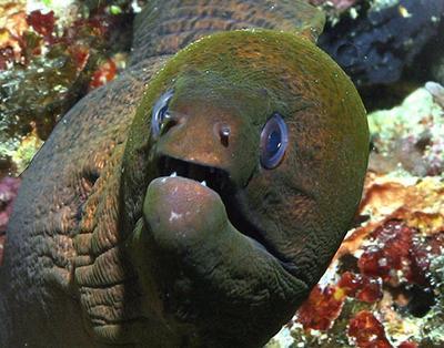 Moray-Eel-face.jpg