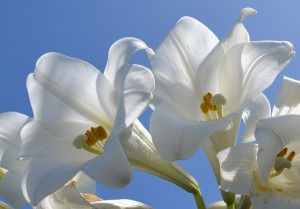 bermuda easter lilies stock