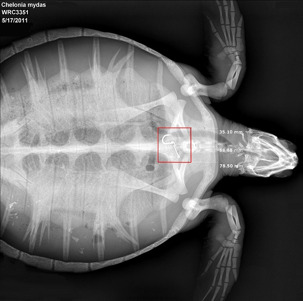 throat xrays deep Free