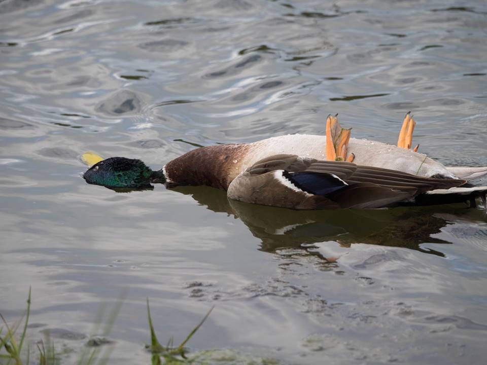 dead-duck-jan-2015.jpg
