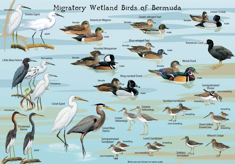 Shore Bird Identification Chart