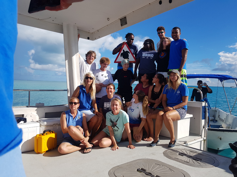 Green turtle Bermuda October 2018 (5)