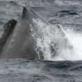 Expert Not Hopeful on Tangled Whale’s Chances