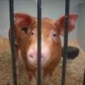 Ag Show Photos: Pigs, Pigs & More Pigs