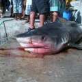 Robinsons Marina: 11 Foot 500lb Shark On Dock