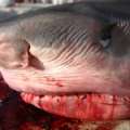 Video: Fishermen Catch 550lb Shark