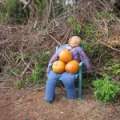 Photos: 2010 Pumpkin Picking at Hog Bay