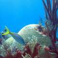 Monitoring The Health Of Bermuda’s Reefs