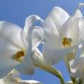 BNL To Screen Short Films About Cedar, Lilies