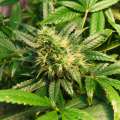 Three Charged With Growing Marijuana