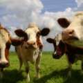 Belhaven Farm: No More Cow Deaths