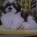 Appeal For Missing Shih Tzu Puppy