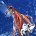 Sea ‘Beast’: Bermuda & The Giant Squid