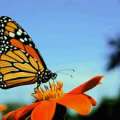 Bermuda’s Regal Monarch Butterflies