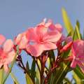 ‘Oleander Toxicity’ Caused Cow Deaths
