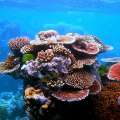 Bermuda Coral Reefs Featured In New Scientist
