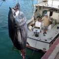 Photos/Video: Fisherman Catches 920lb Tuna