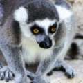 Photos: Lemurs Settled Into New Zoo Home