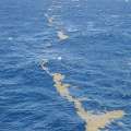 Sargasso Sea: BASS Aims To Raise Awareness