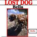 Appeal For Help To Find Missing Dog ‘Bella’