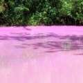 Photos: Seymour’s Pond “Blooms” Pink