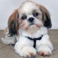 Francis Pleads Guilty: Shih Tzu Puppies