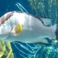 Window Damaged After Hogfish Gets Toothache