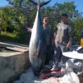 329lb Bluefin Tuna Caught On Challenger Banks