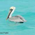 Brown Pelican Spotted In Gibbets Island Area