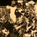 Historic Video: Bermuda Easter Lily Farm