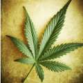 Marijuana Decriminalization Consultation Paper