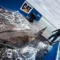 2000lb Great White Shark Passes By Again