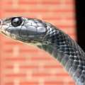 Wingate: Snake Population Could Be Disastrous
