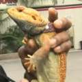 Video: Bermudian Model Reunited With Pet Lizard