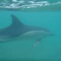Officials Respond, Dolphin Very Close To Shore