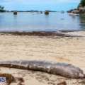 Photos: 5 Ft Long Dead Moray Eel Washes Up