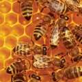 Bee Hive In Hamilton To Be Removed Tomorrow