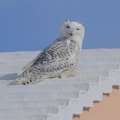 Snowy Owl Discovered Dead In Dockyard