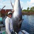 David Soares Catches 1003.5lb Bluefin Tuna