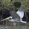 Adult Brown Pelican Bird Spotted In Bermuda